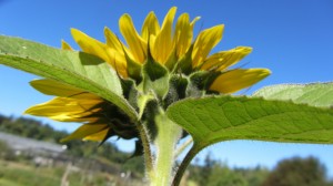 RW sunflower      